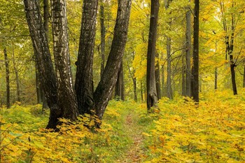 Autumn forest / ***