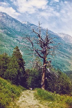 dry wood / ***