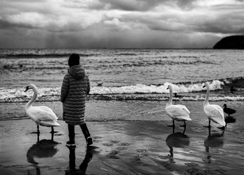 Swans / ***