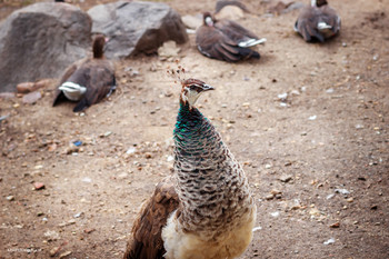 Peafowl / ***