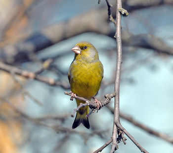 Yellow Wagtail / ***