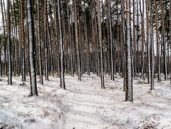 fresh snow / ***