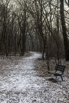 Light Snow in Woods / This light snow in the woods brightened everything up