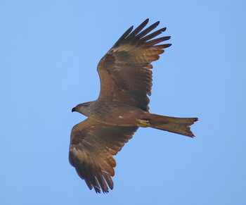 Black Kite / ***