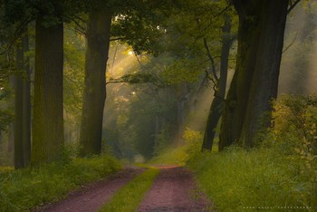 The guards of the morning. / Less and less old trees