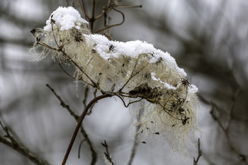 Unique Bundle of Seeds / This unique bundle of seeds was capped with a dusting of snow