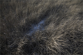 nest / ***
