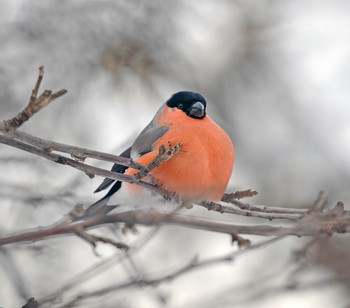 Bullfinch / ***