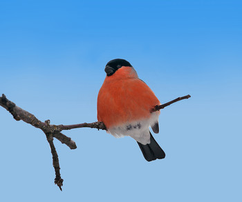 Bullfinch / ***