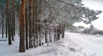 winters in the forest / ***