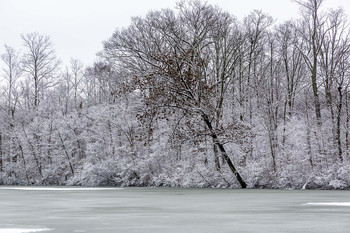 Snow and Ice / This beautiful winters scene of snow on the trees and ice covering the lake was Magnificent