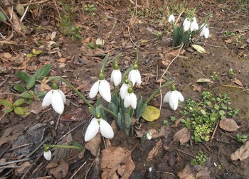 The snow came down / ***