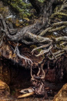The Tree of Life / This Sitka Spruce dubbed the &quot;Tree of Life&quot; is located in Kalaloch, Washington.. The ground beneath has been eroded by a stream underground at its base yet it has not fallen onto the beach.
