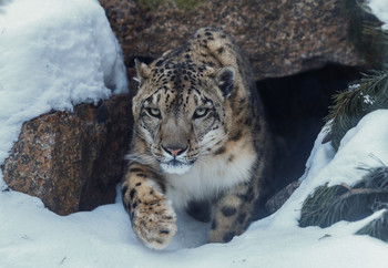 Snow leopard / ***