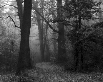 Fog in the forest / ***