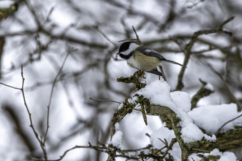 Beautiful Chickadee / This beautiful little chickadee was just hanging out with its friends