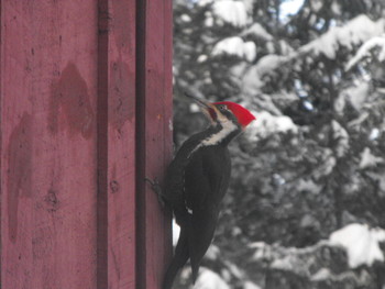 Cordless Hammer drill / Pileated Woodpecker searching for grubs between the houses wood sidling layers