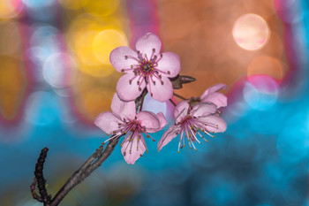 Flor de ciruelo japones. / En pleno brote de este árbol se aprecian sus flores en estos días de febrero.