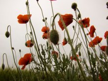 Poppies / ***