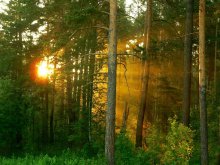 Morning in the Pine Forest / ***