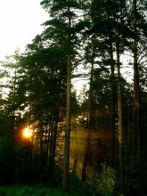 almost like a Shishkin / ***