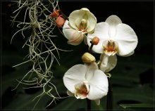 orchid / ***