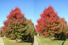 7 days in November / ***