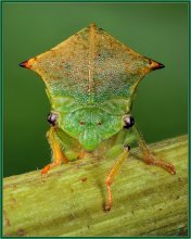 Portrait of a cicada / ***