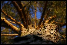 Under the pine / ***