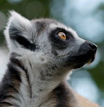 Lemur / *****