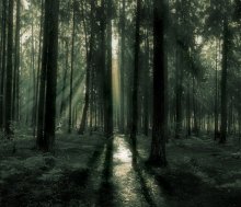 forest in kastrychniku / ......