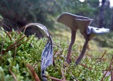 Mushroom / ***