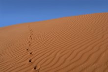 Color and Line III - Footprints in the Desert / ***