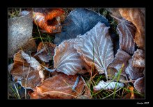First Frost / ***
