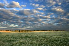 Buckwheat field / ***