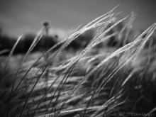 feather grass / ---