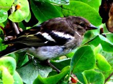 birdie / ***