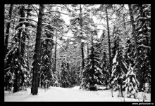 In the winter forest / ***