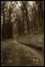 Beech Forest / ***