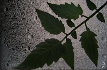 tomato rains d.Sloboda / ***