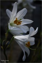 White Lilies / ***