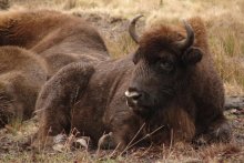 aurochs / ***