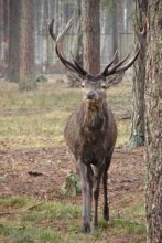deer / ***