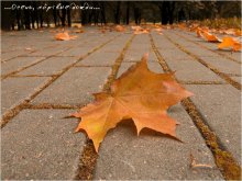Autumn, the dead rain / ***