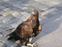 eagle / ***