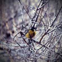 titmouse bird / --------