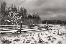 In the Forest / http://did-e.livejournal.com/