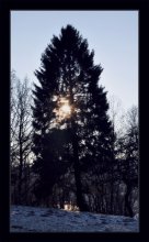 Spruce at sunset / ***