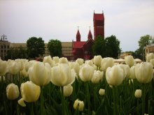 Again, the tulips ... / ***