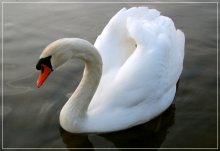 Swan Princess / ***